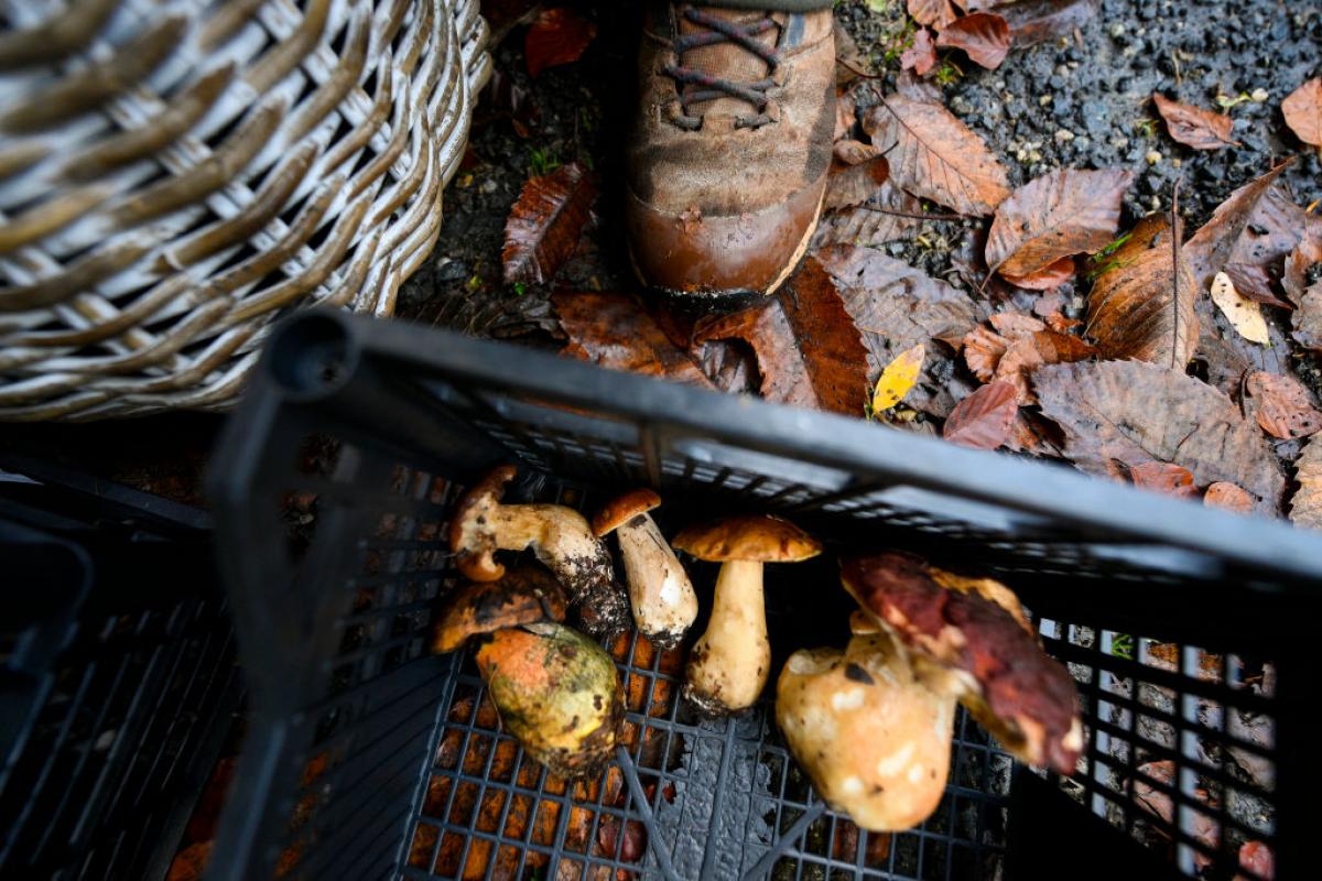 Recogida de setas en el municipio italiano de Villar Perosa.