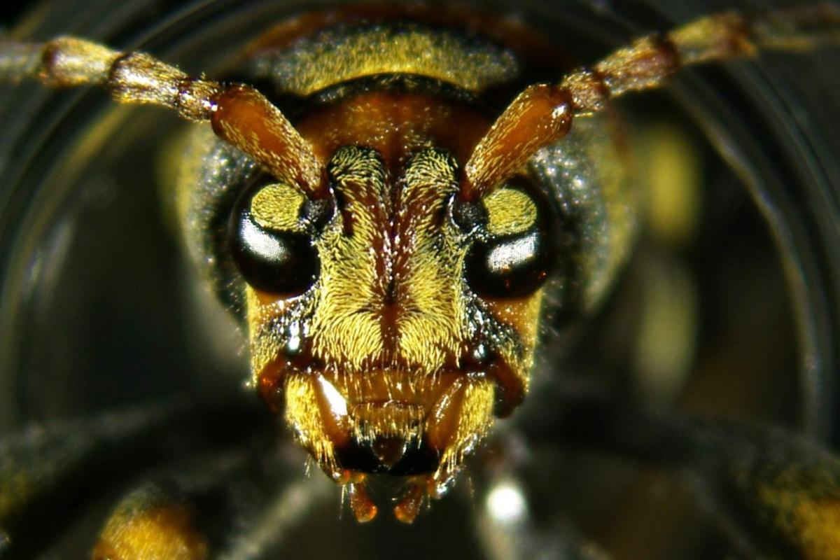 Xylotrechus chinensis
