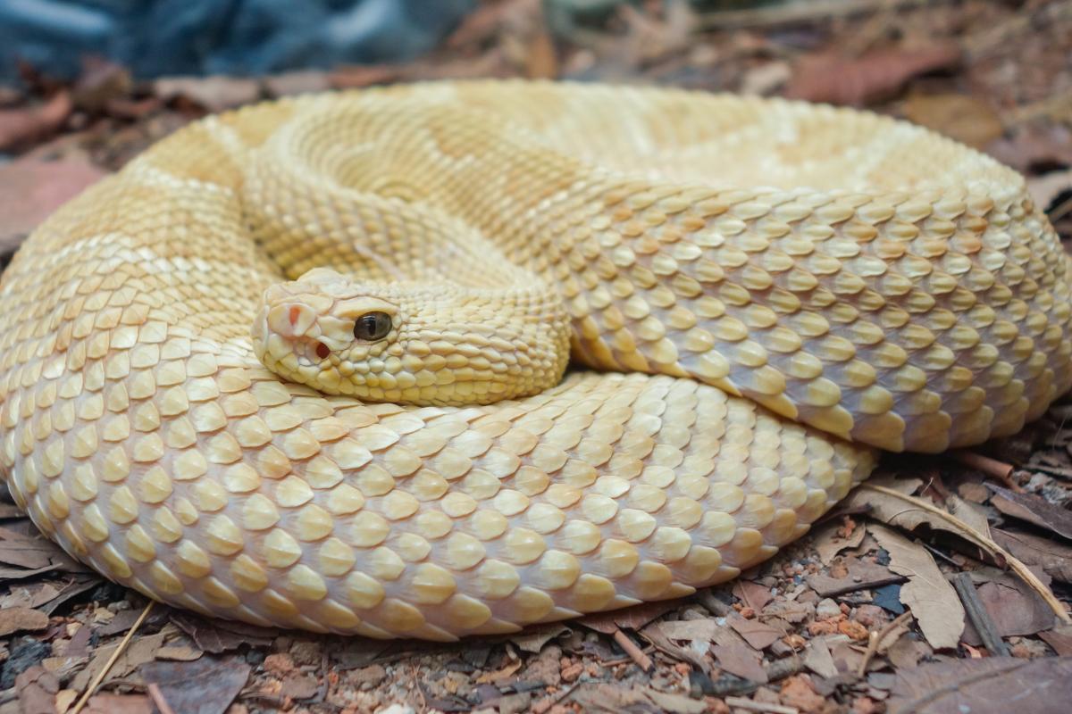 Serpiente Bothrops insularis, conocida como punta de lanza dorada.