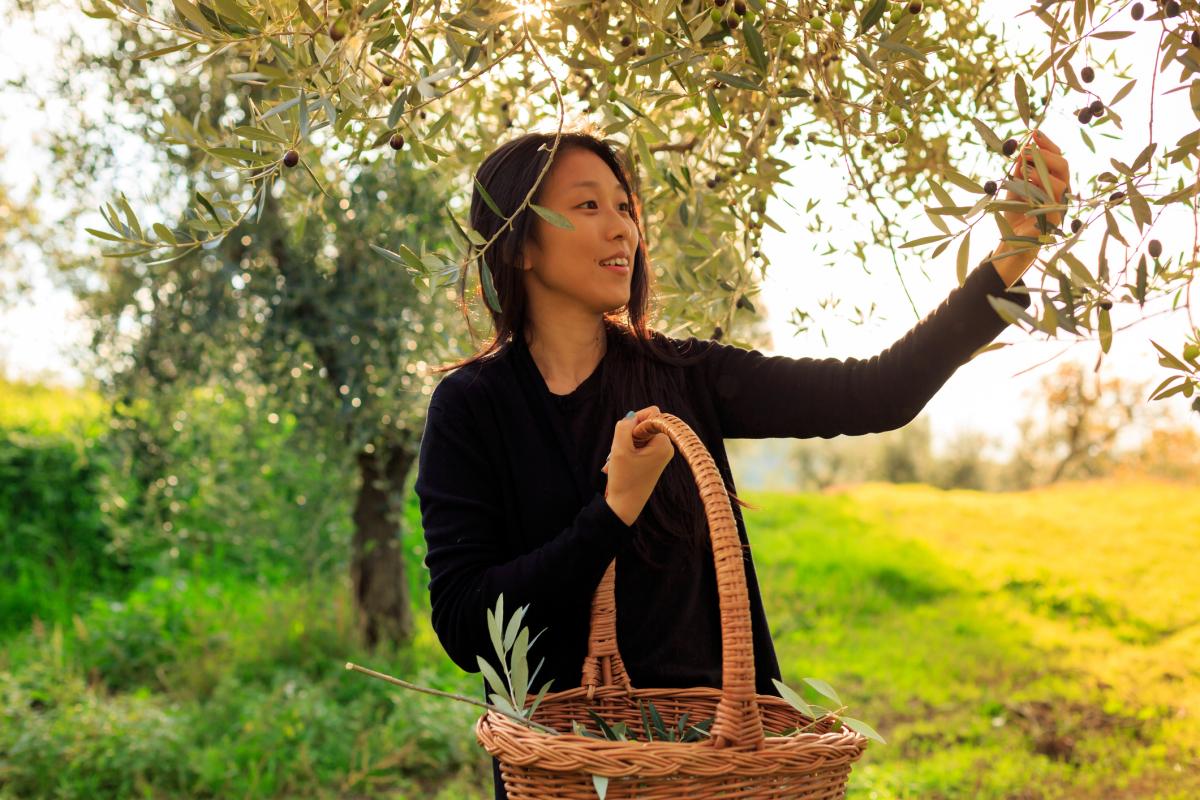 Imagen de una mujer recogiendo aceitunas.