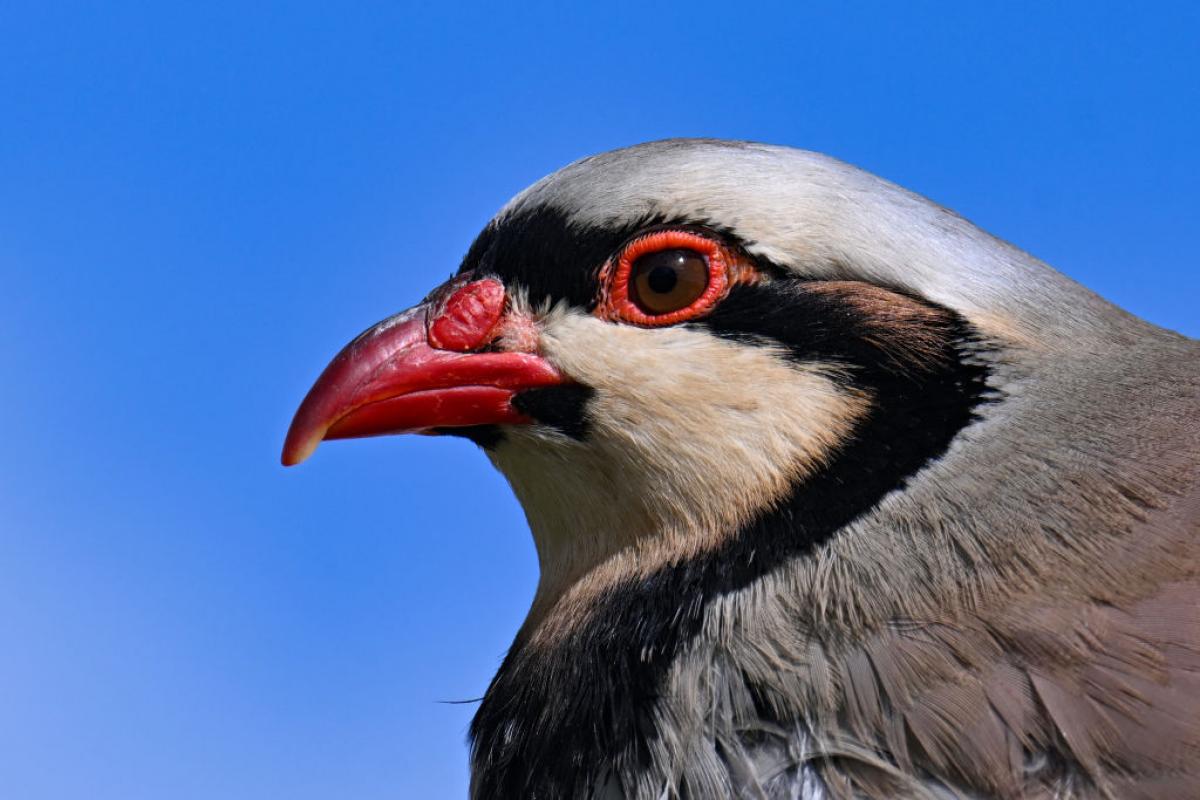 Una perdiz, fotografiada en una reserva animal