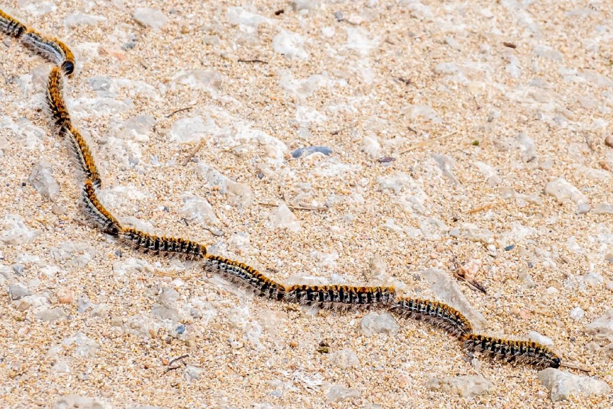 Oruga procesionaria.