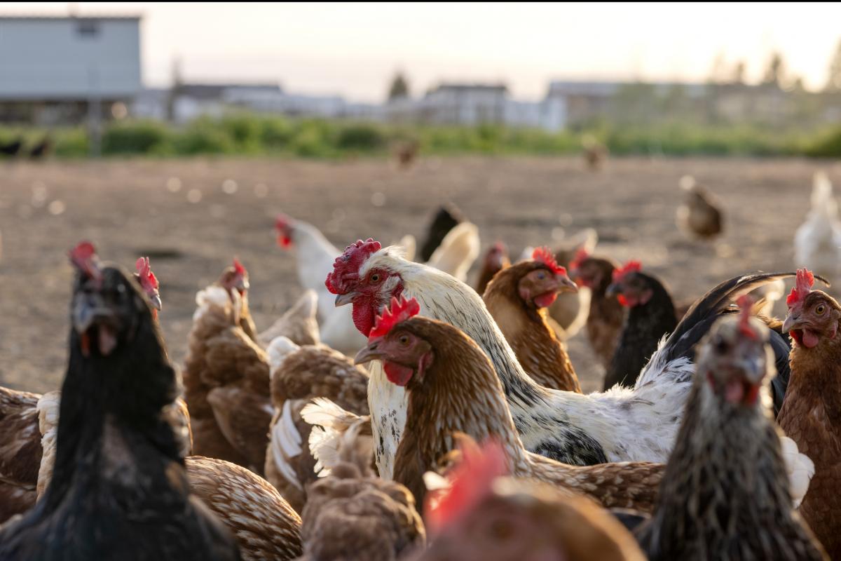 Un grupo de gallinas en una granja austriaca.