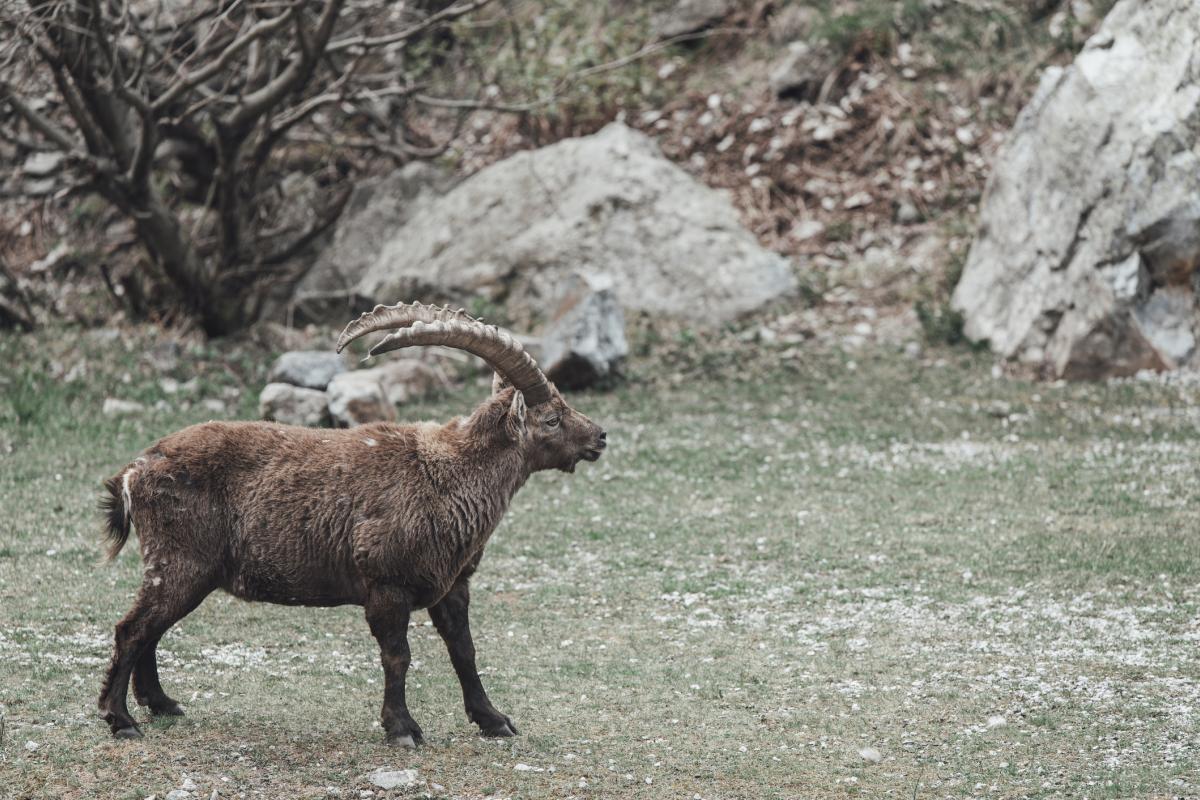 Una cabra Montesa de los Alpes.