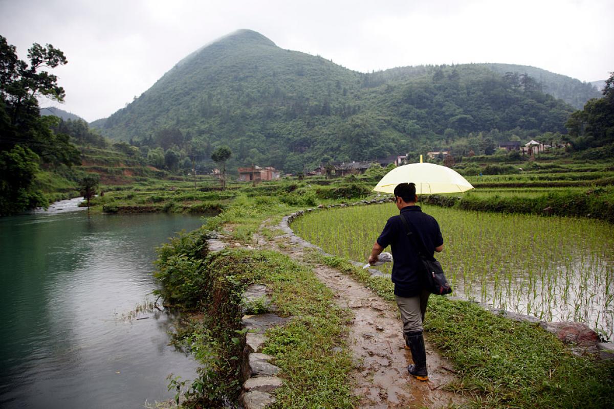 Arrozan en la provincia china de Hunan