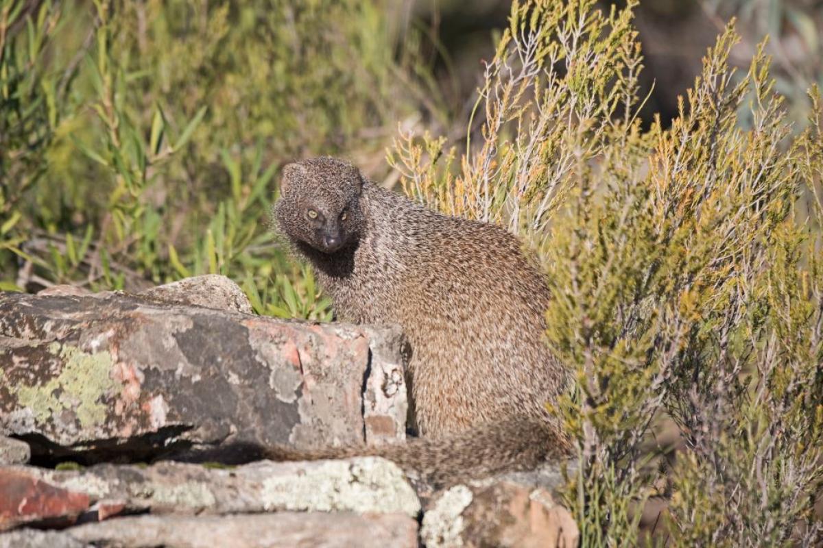 Imagen de archivo de un ejemplar de meloncillo, también conocido como mangosta egipcia ('Herpestes ichneumon'), en San Pedro, en la Sierra de Extremadura (España).