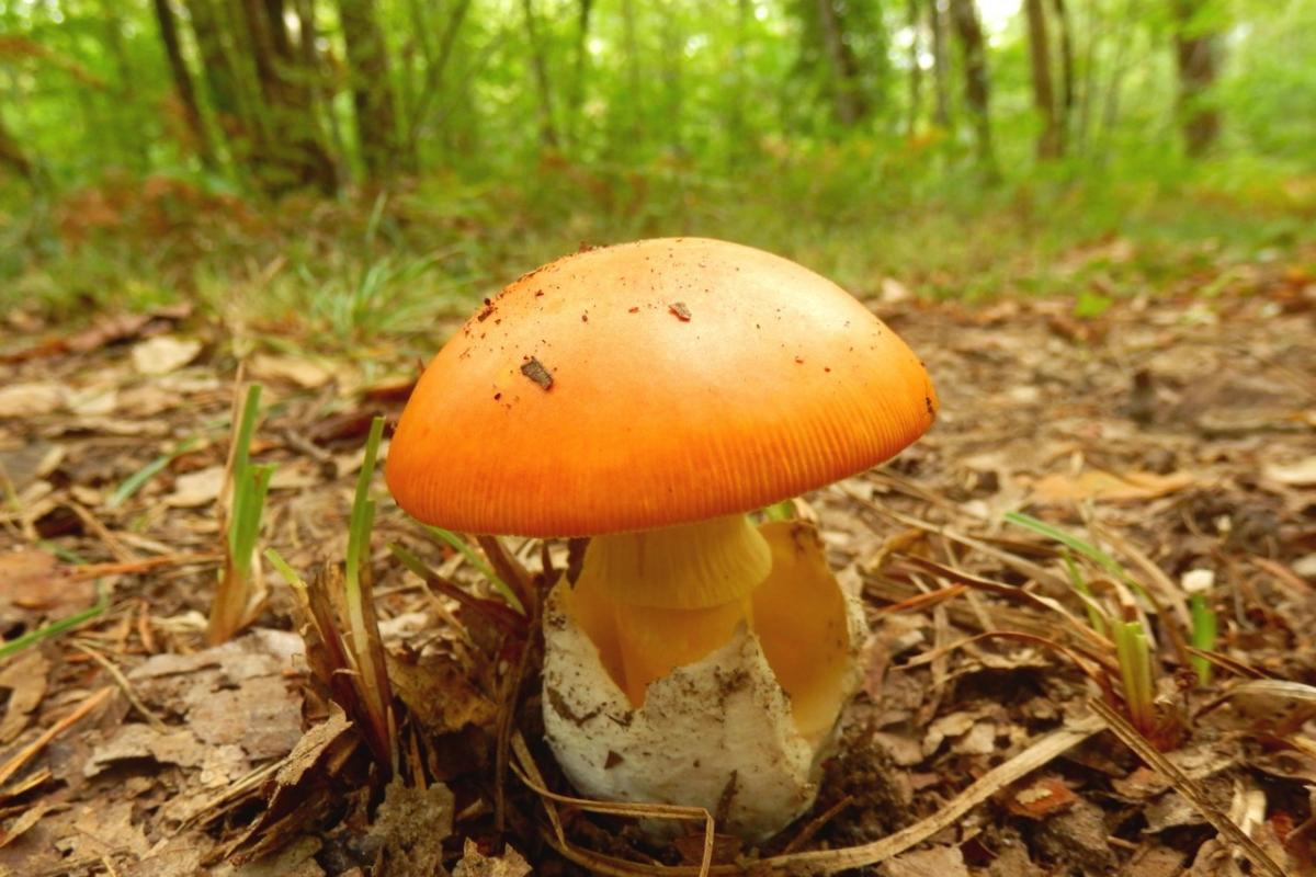 La deseada 'seta de los reyes', en un bosque en otoño.