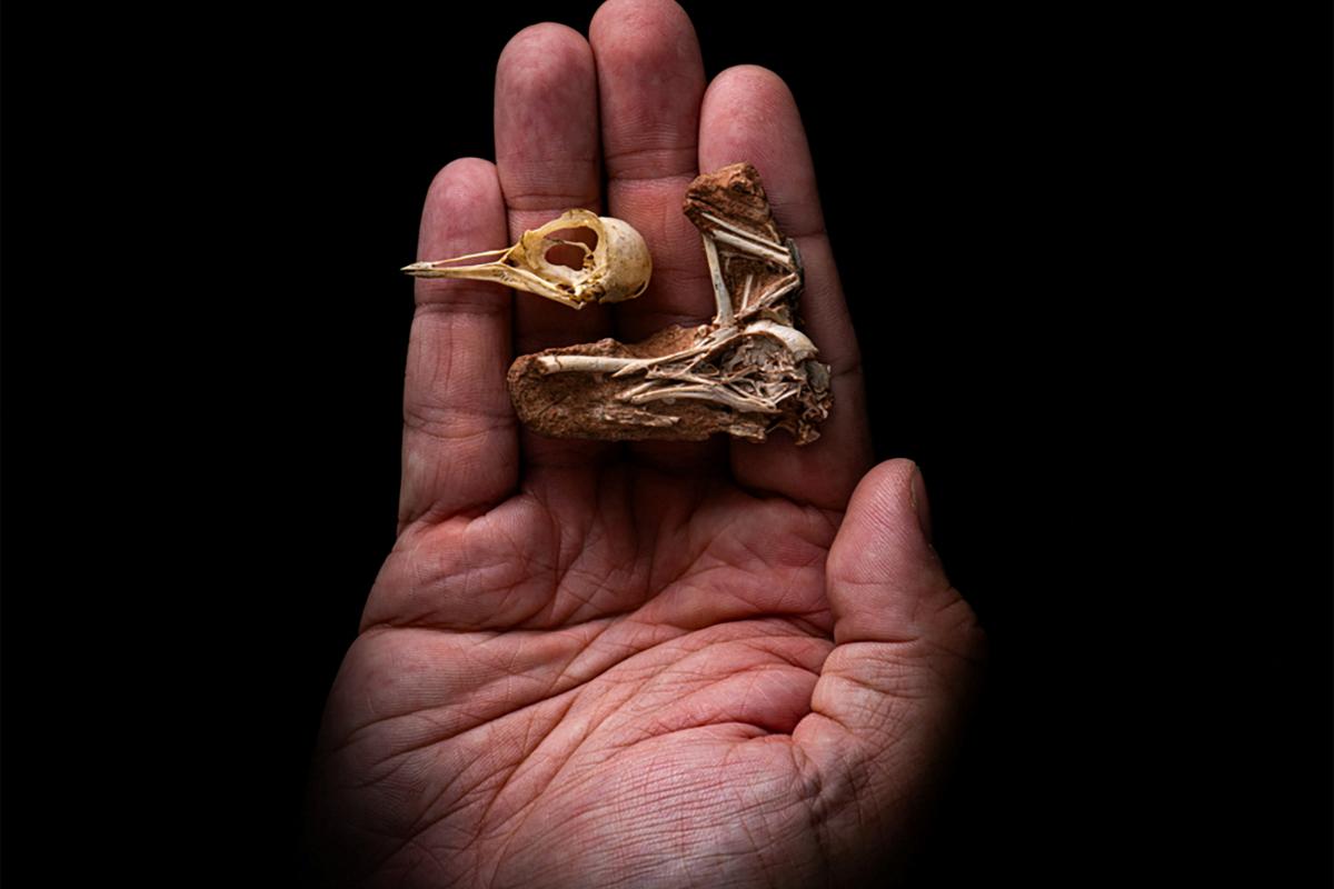 Los restos esqueléticos de Navaornis hestiae, un pájaro del tamaño de un estornino que vivió hace 80 millones de años durante el Período Cretácico en lo que hoy es Brasil.