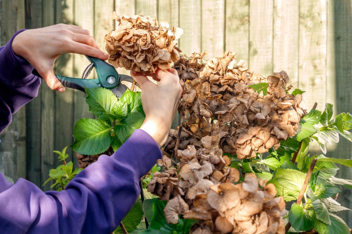 Poda de hortensias.