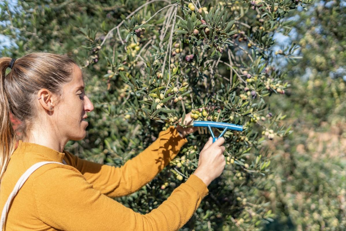 Una joven agricultora recoge aceitunas en un olivar español.