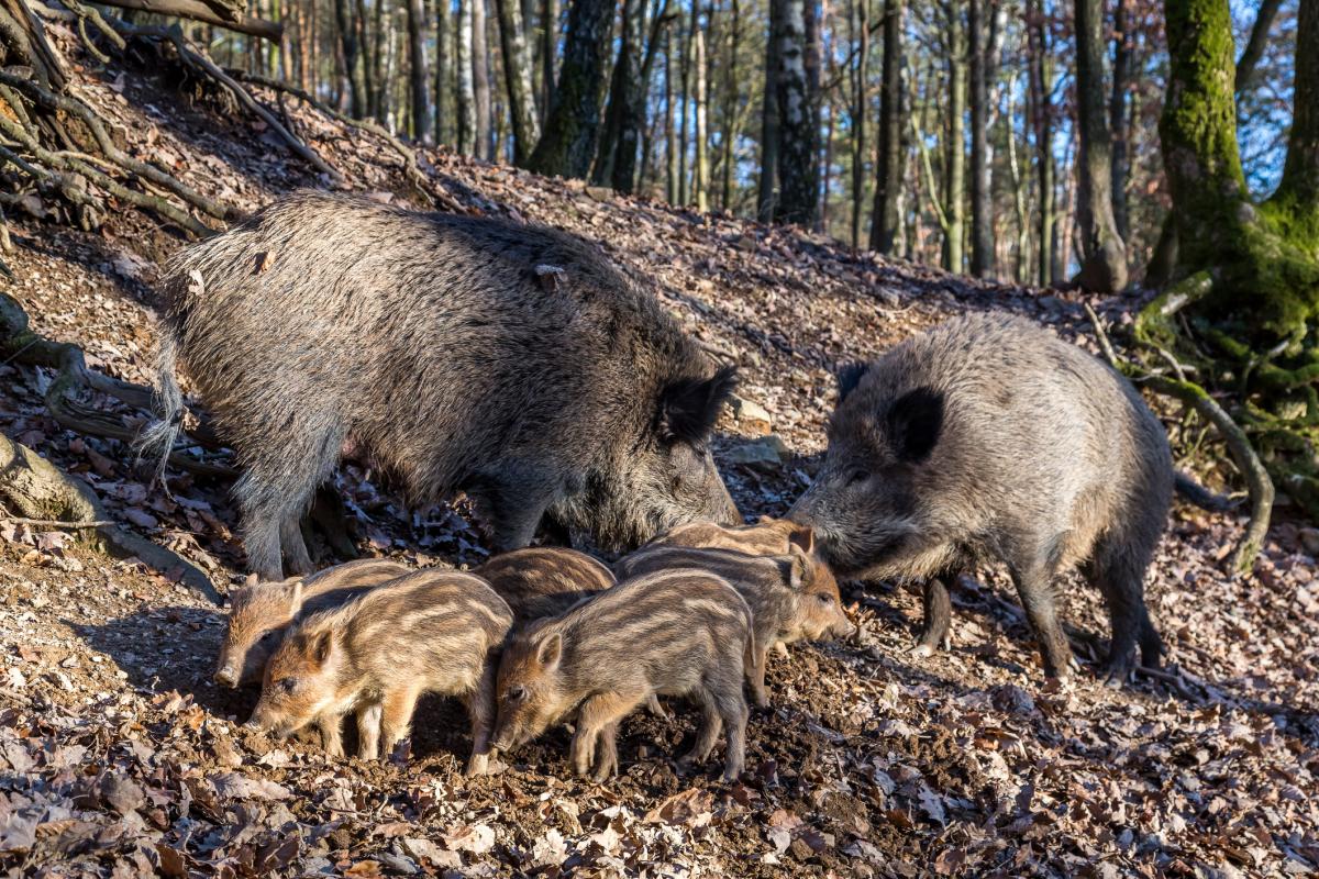 Una familia de jabalíes en A Coruña(Galicia).