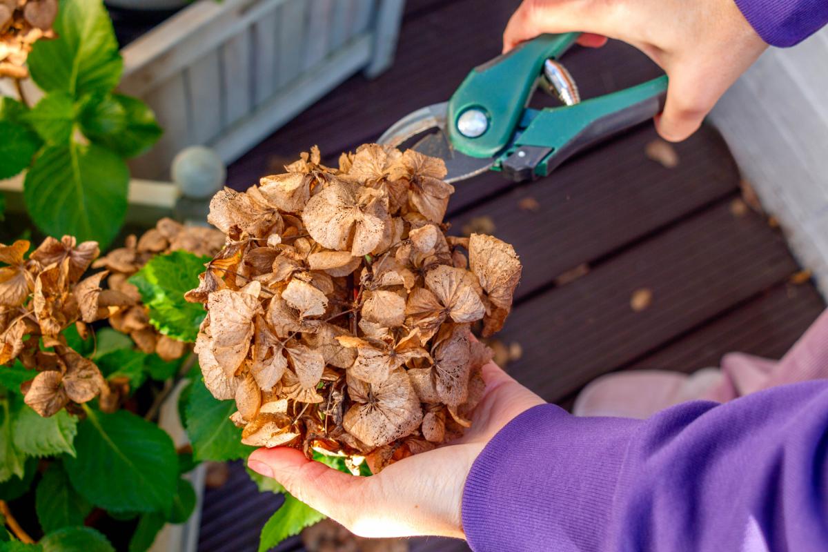 Una persona podando un arbusto de hortensias.
