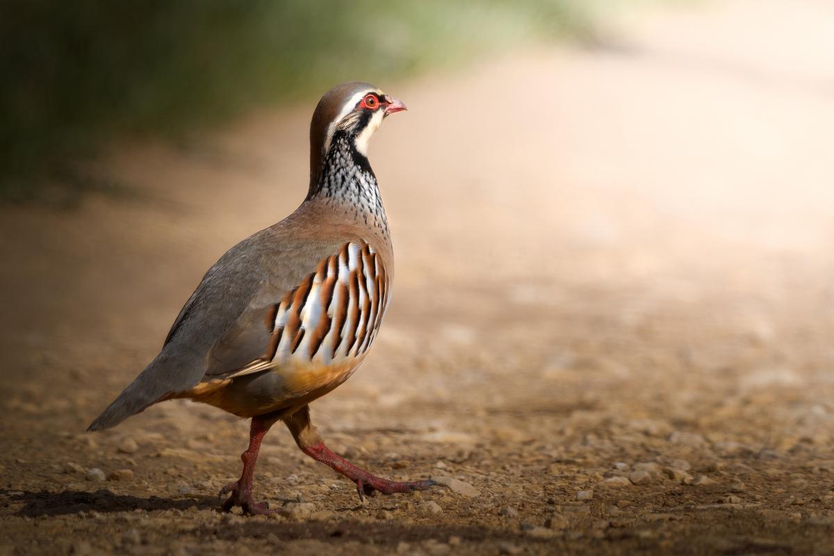 Imagen de archivo de una perdiz.