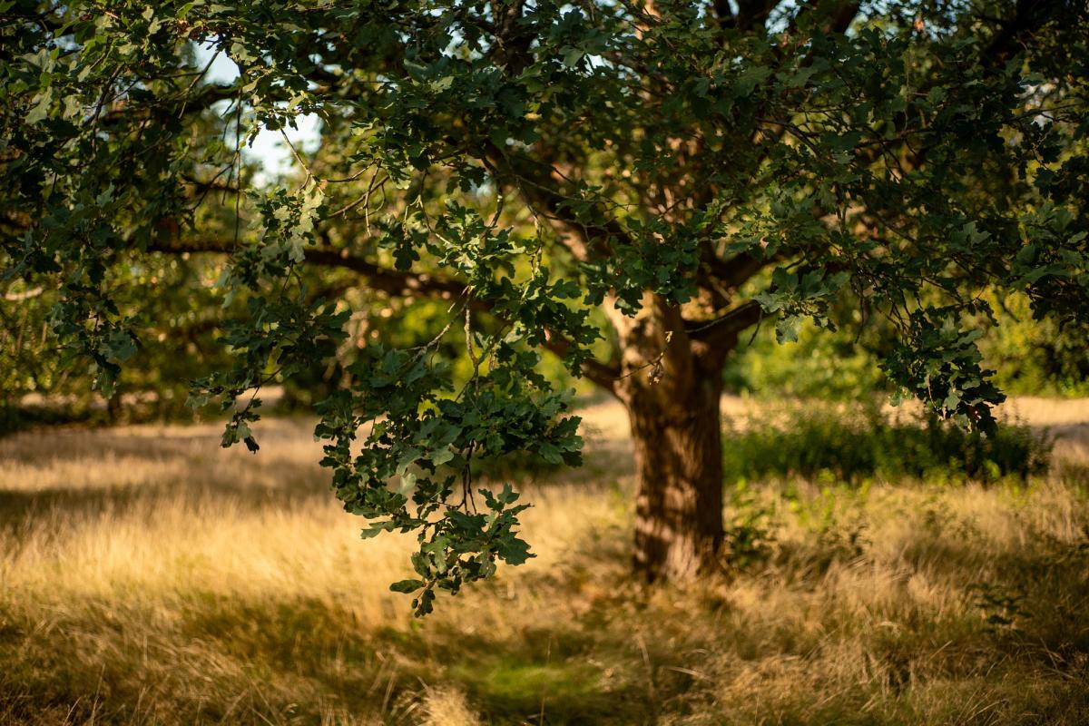 Un árbol, en una imagen de archivo