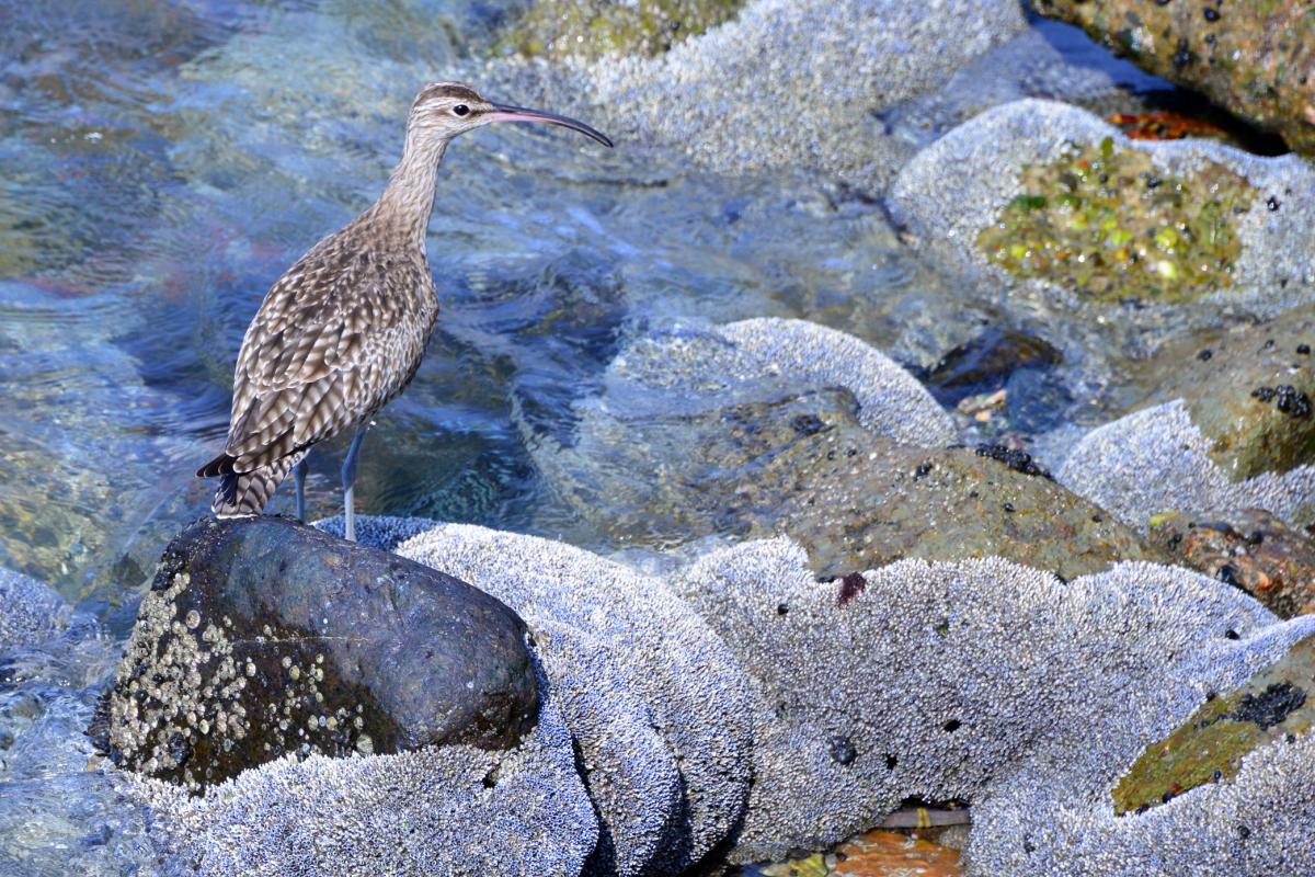 Un ejemplar de 'Numenius tenuirostris', zarapito de pico fino.