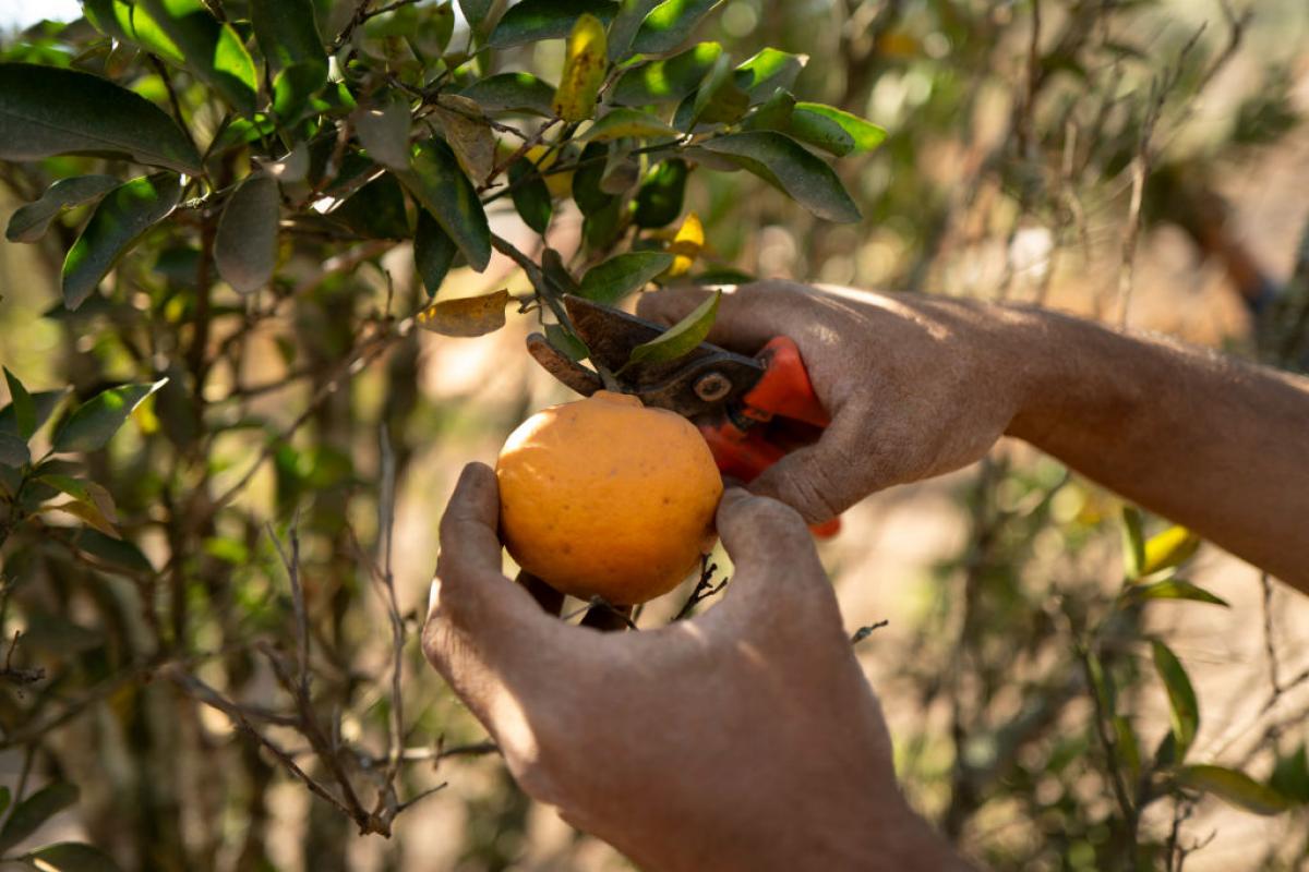 Un trabajador, cogiendo una mandarina