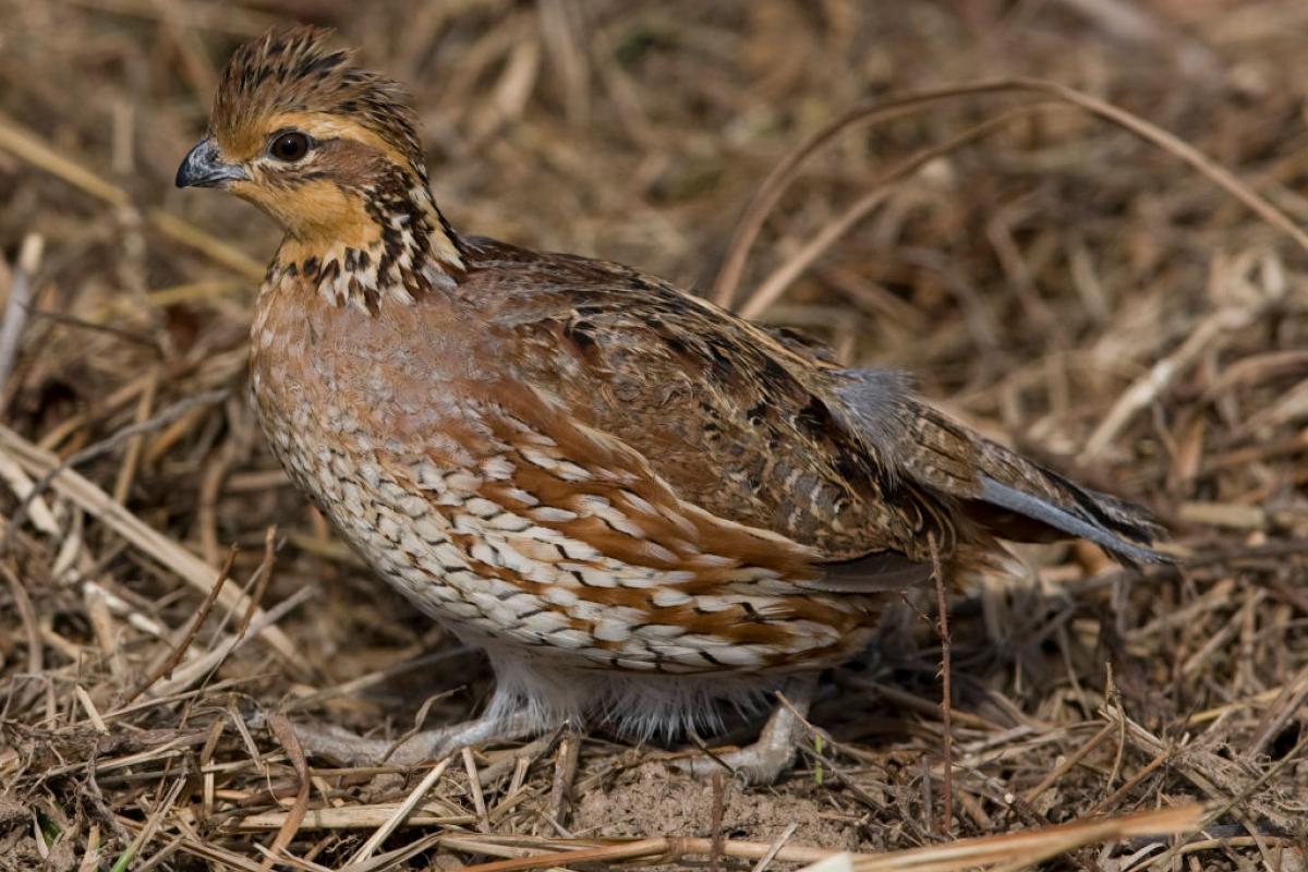 Un ejemplar de codorniz