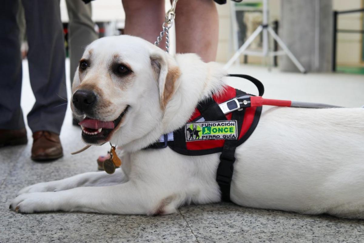 Un perro guía de la ONCE, en una imagen de archivo
