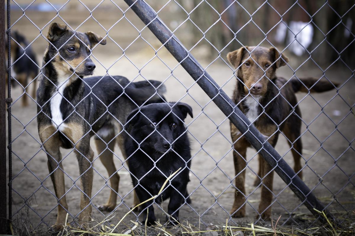 Varios perros en un refugio de animales.