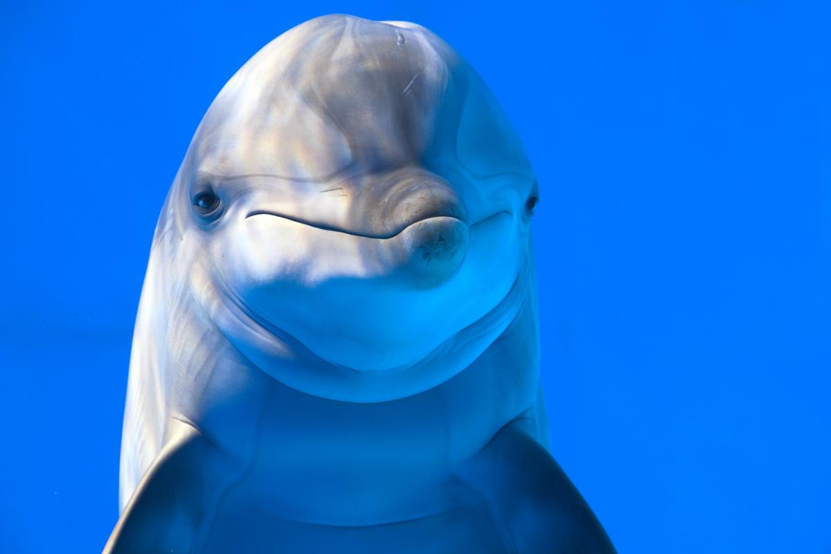 Imagen de archivo de un delfín.