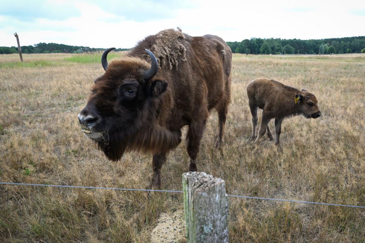 Un ejemplar de bisonte europeo en Alemania.