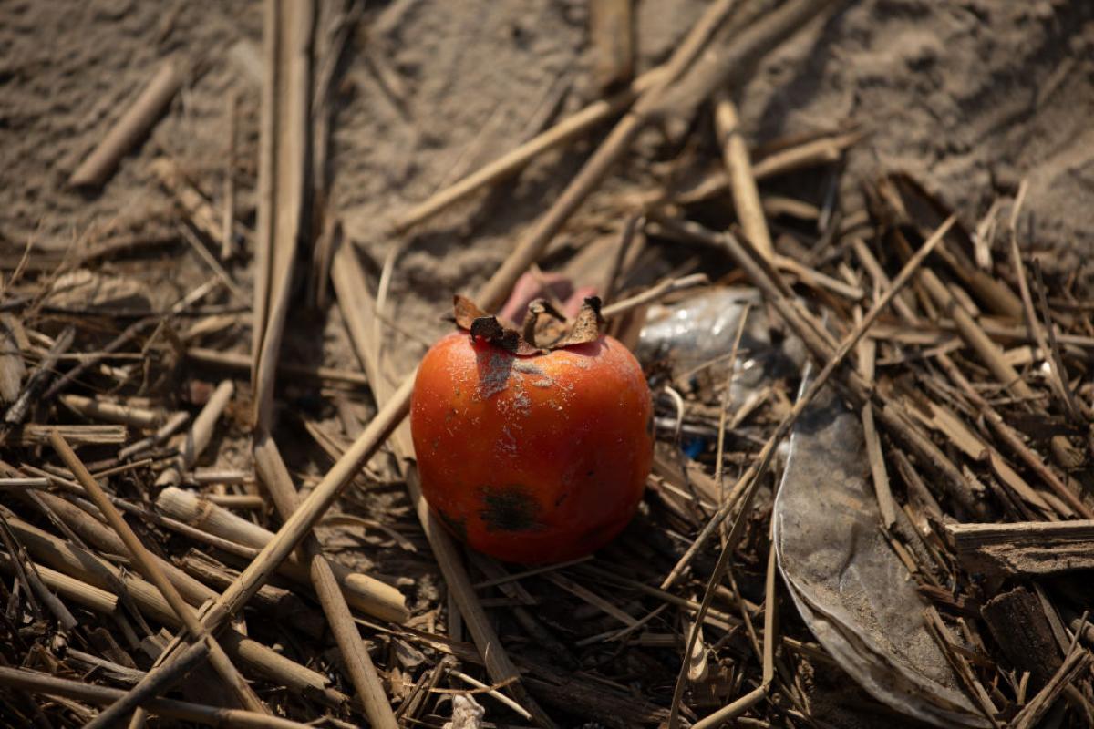 Un kaki, destrozado tras el temporal