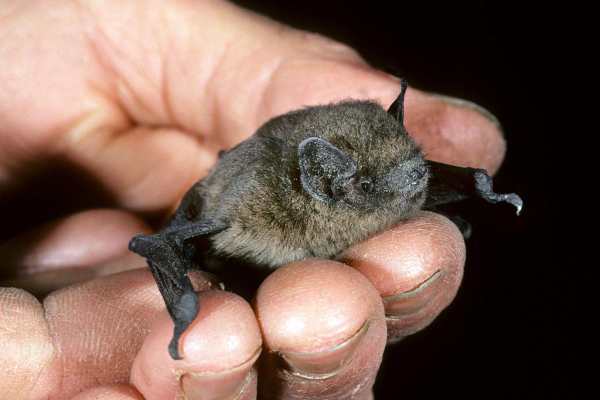 Un murciélago Pipistrellus, en una imagen de archivo