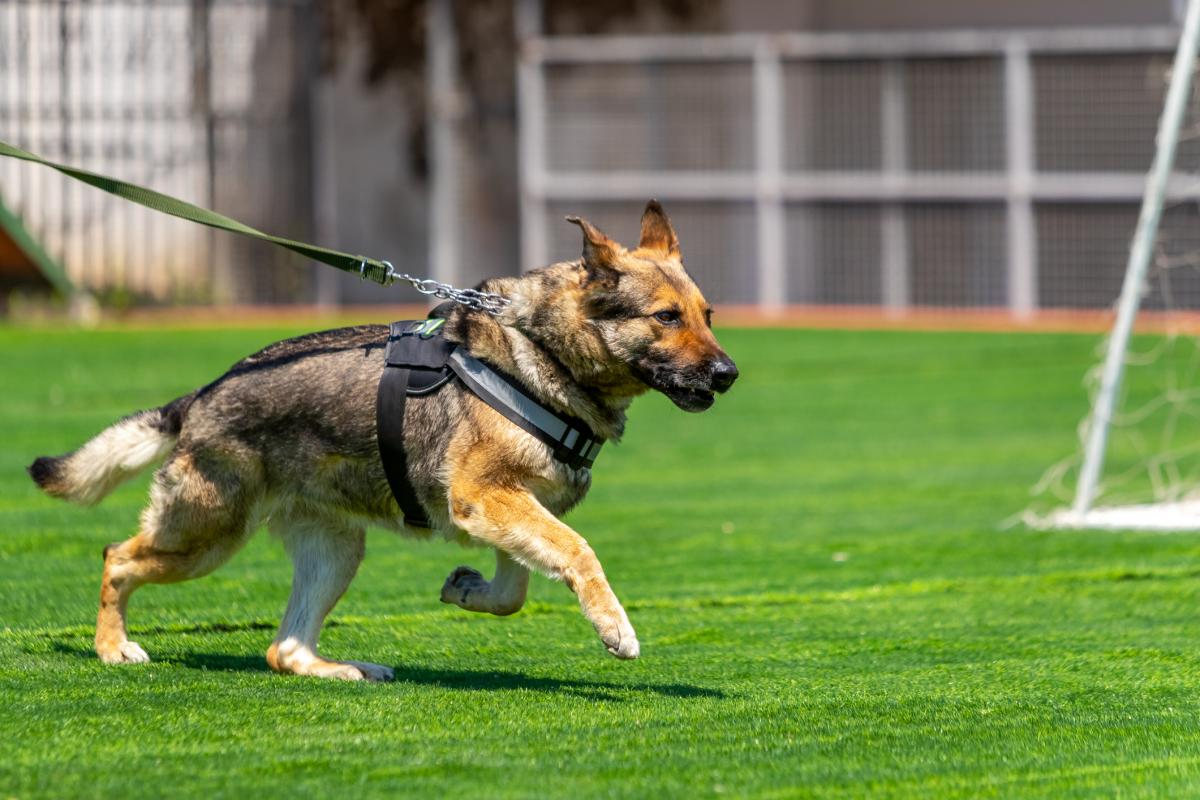 Imagen de archivo de un pastor alemán.