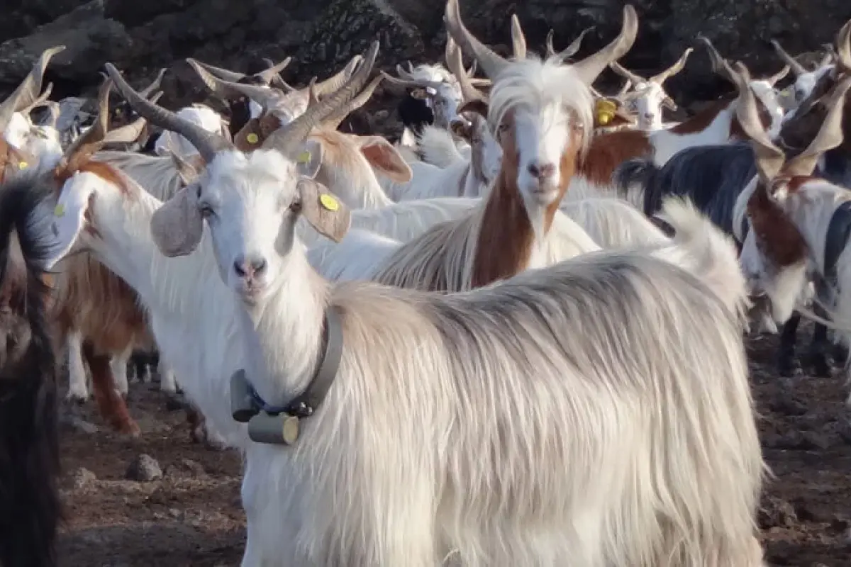Un grupo de cabras con los dispositivos localizadores colgados del cuello.