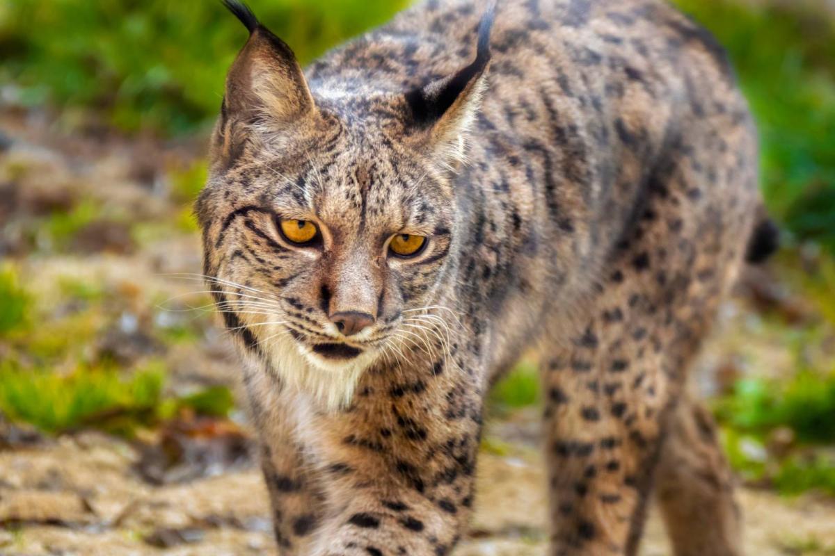 Lince ibérico
