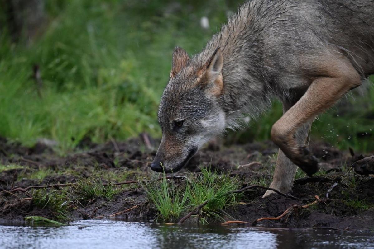 Un lobo, en un paraje de Finlandia