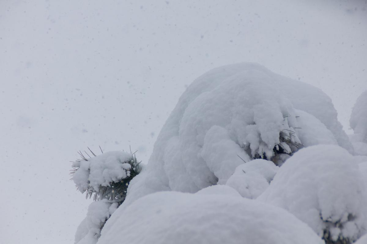 Un árbol, cubierto por la nieve durante Filomena en España
