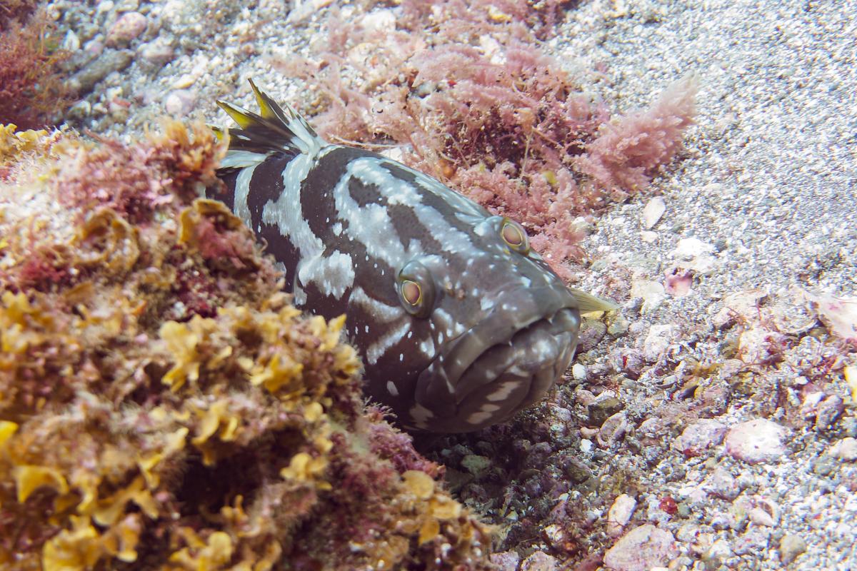 Imagen de archivo de un ejemplar de mero de dientes largos ('Epinephelus bruneus'), en la playa de Hirizo (Japón).