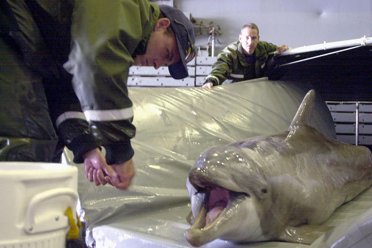 Un ejemplar de delfín nariz de botella