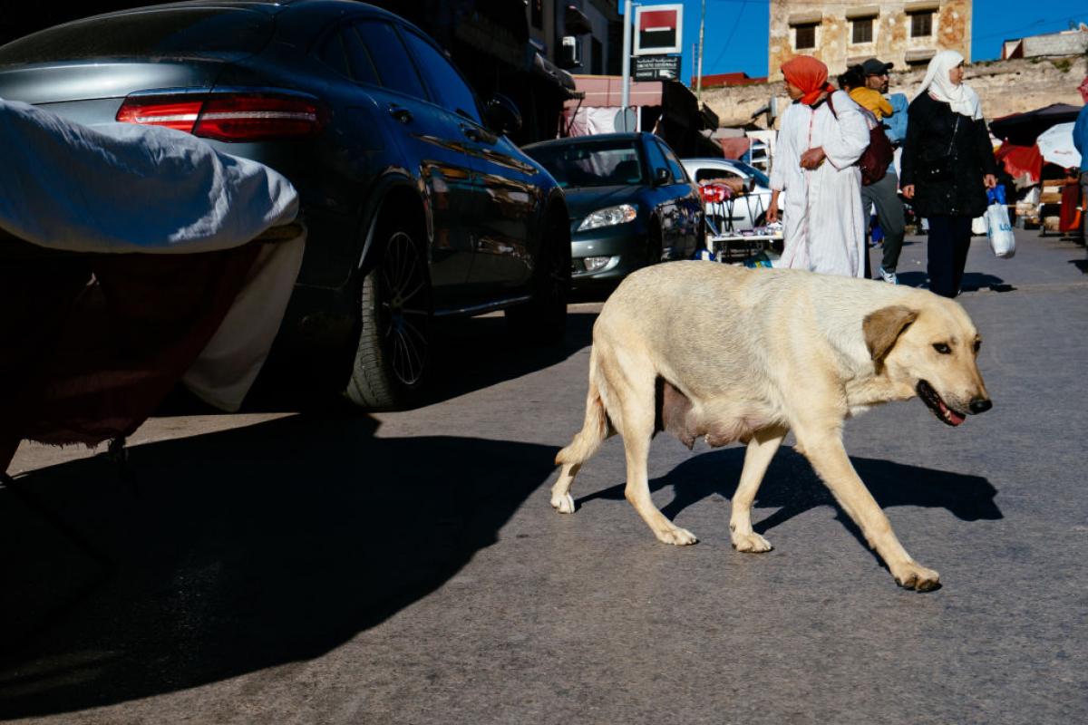 Imagen de archivo de un perro callejero en el mercado de Meknes (Marruecos).
