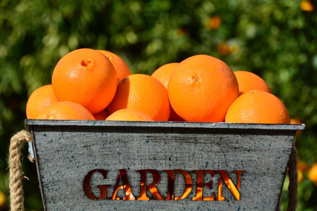 Imagen de archivo de unas naranjas.