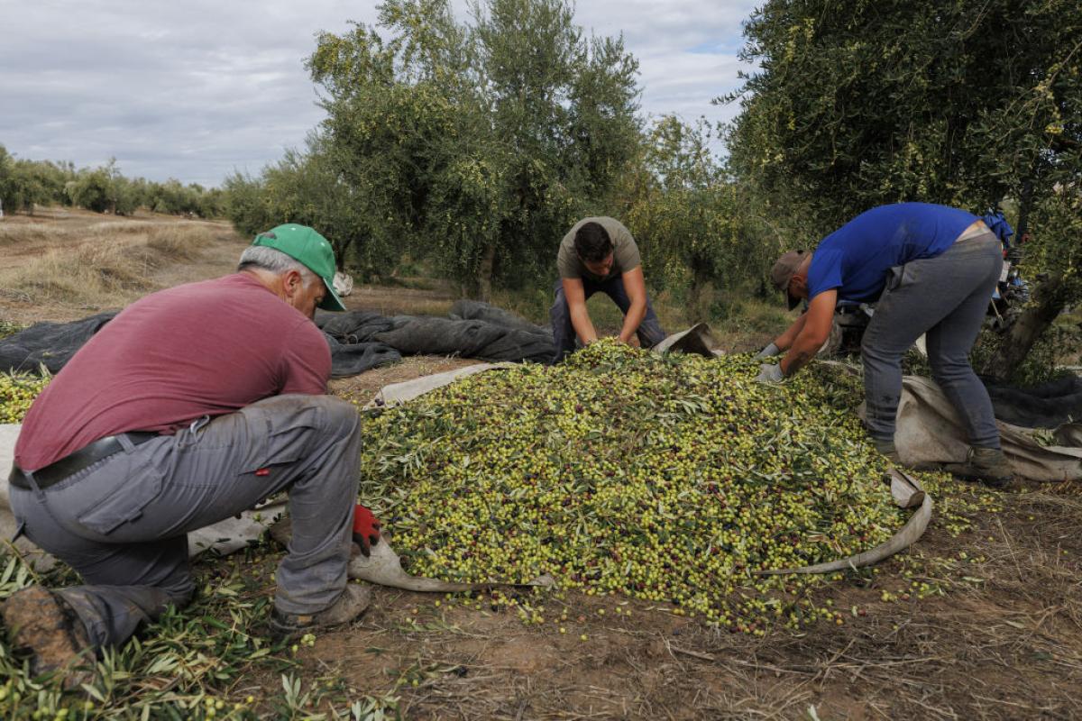 Agricultores recogen aceituna en Jaén