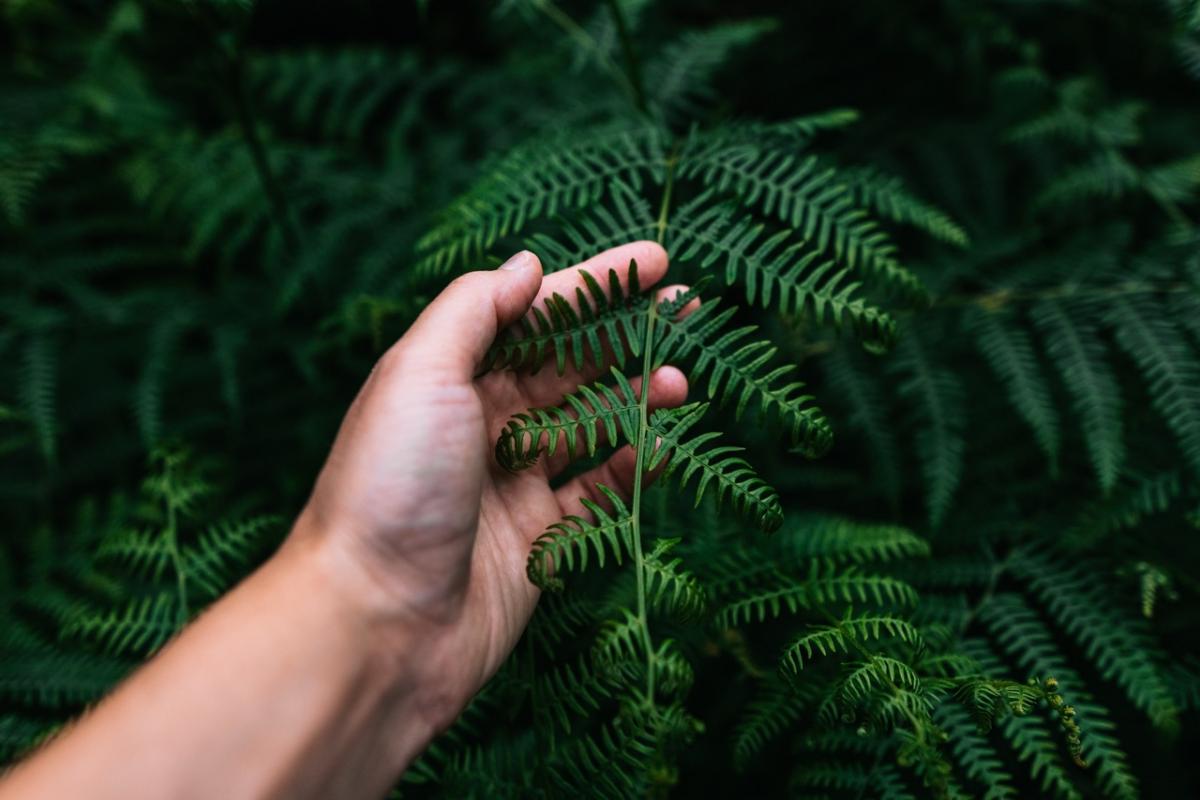 Los científicos descubren que los helechos tiene la capacidad de evolucionar 'hacia atrás'