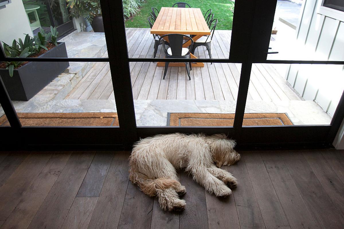 Un perro, en el interior de una casa