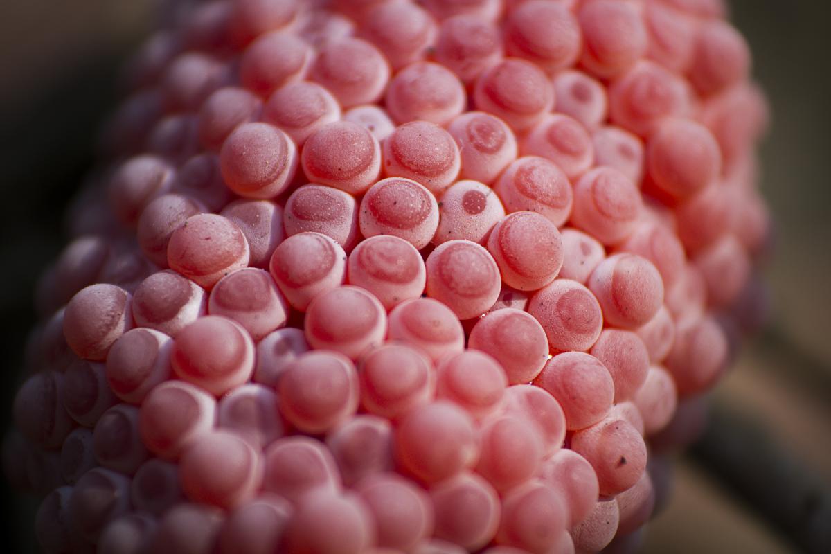 Imagen de archivo de dichos huevos rosas.