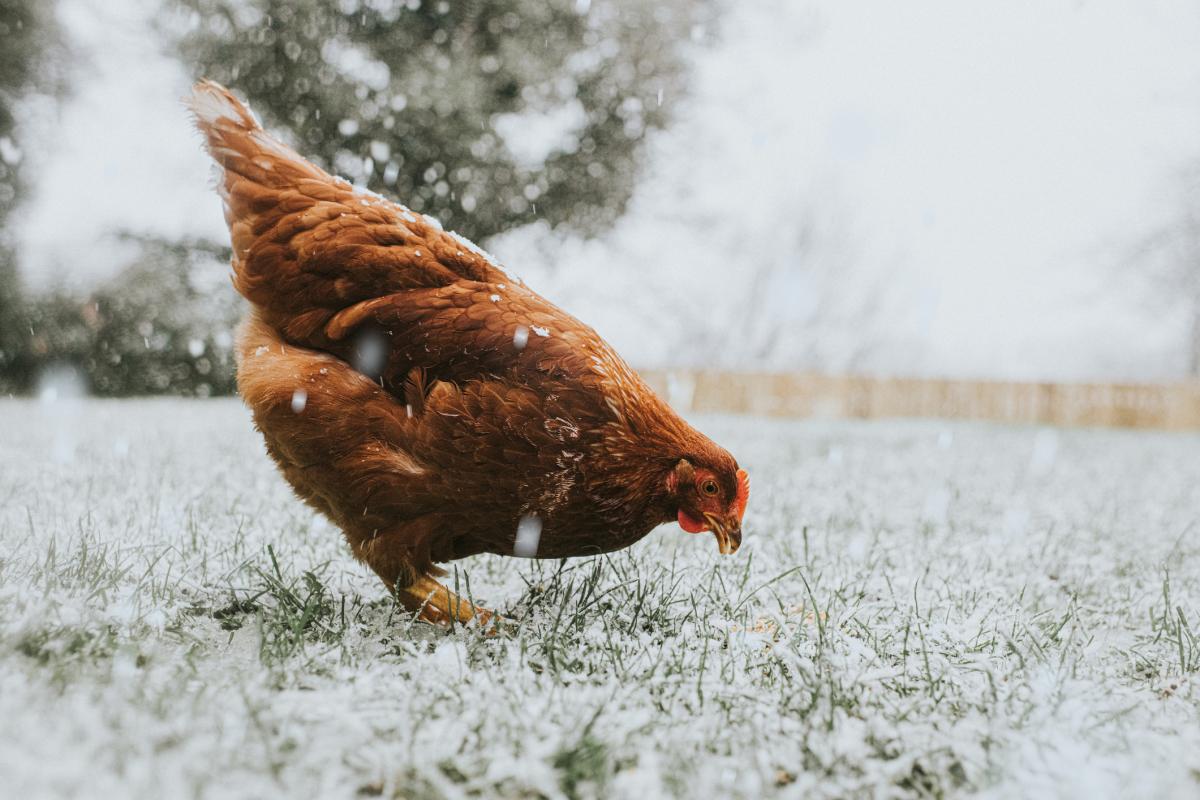 Imagen de una gallina bajo la nieve.