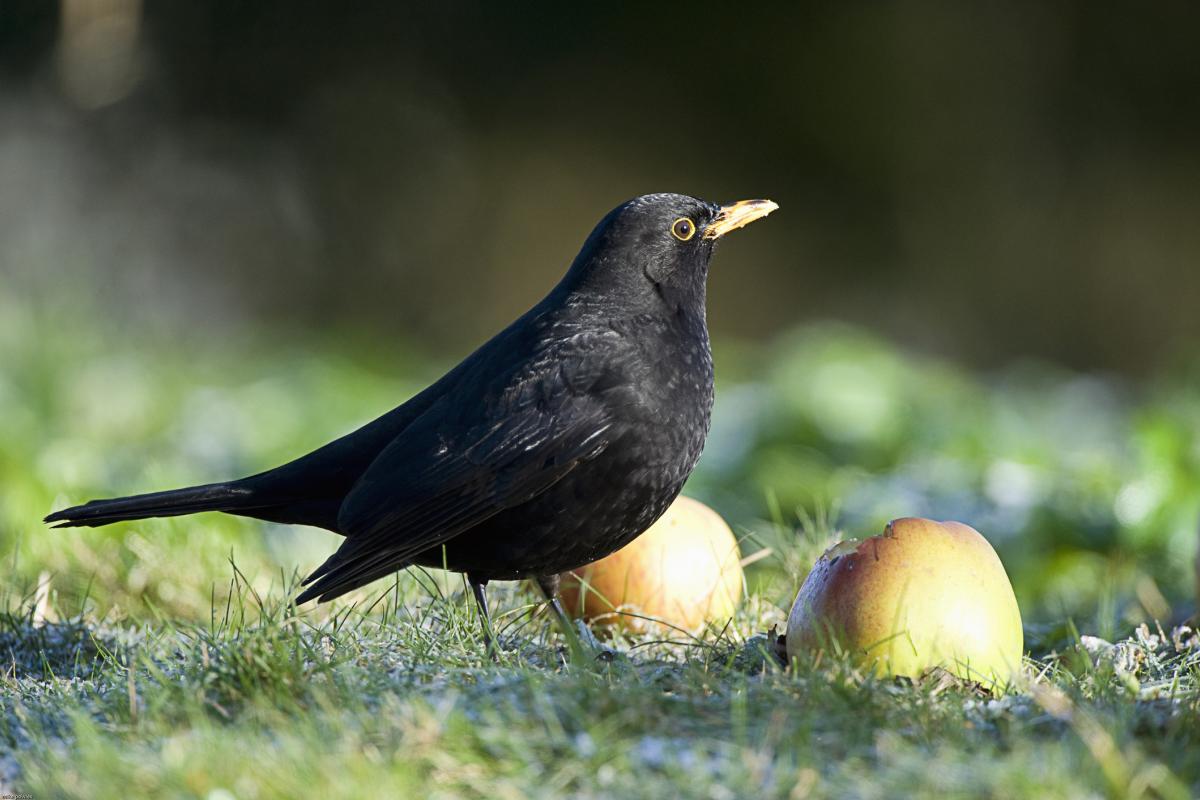 Imagen de archivo de un ejemplar de mirlo ('Turdus merula'), en Norfolk (Reino Unido).