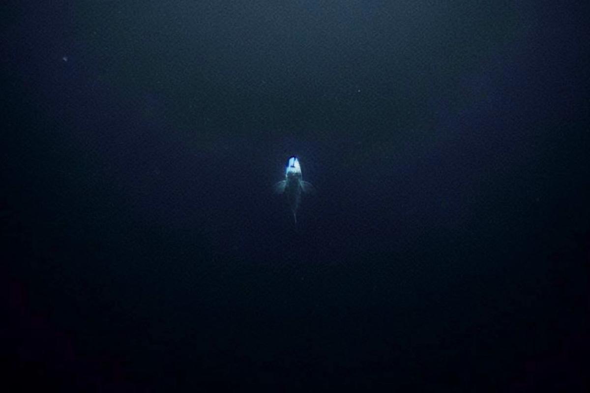 Ilustración generada por inteligencia artificial (IA).