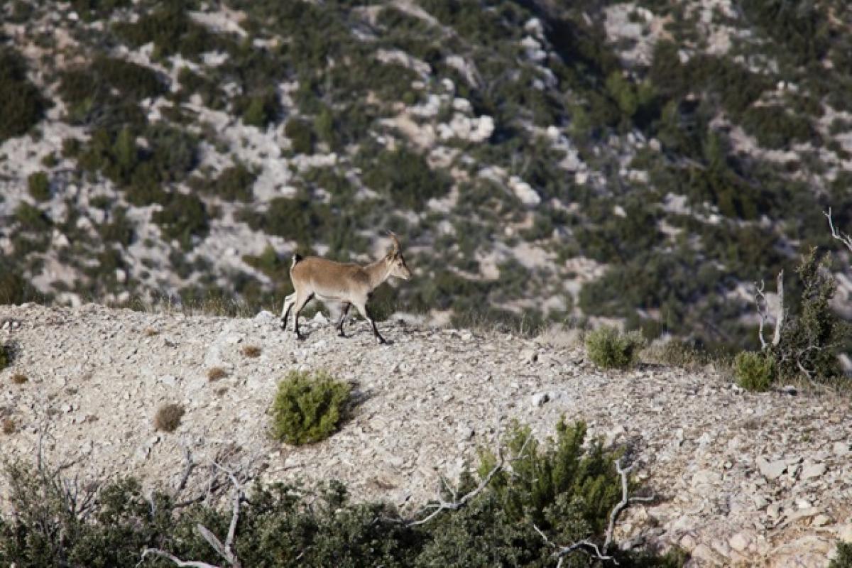 Un ejemplar de cabra pirenaica pasea por las montañas del Maestrazgo, en Teruel.