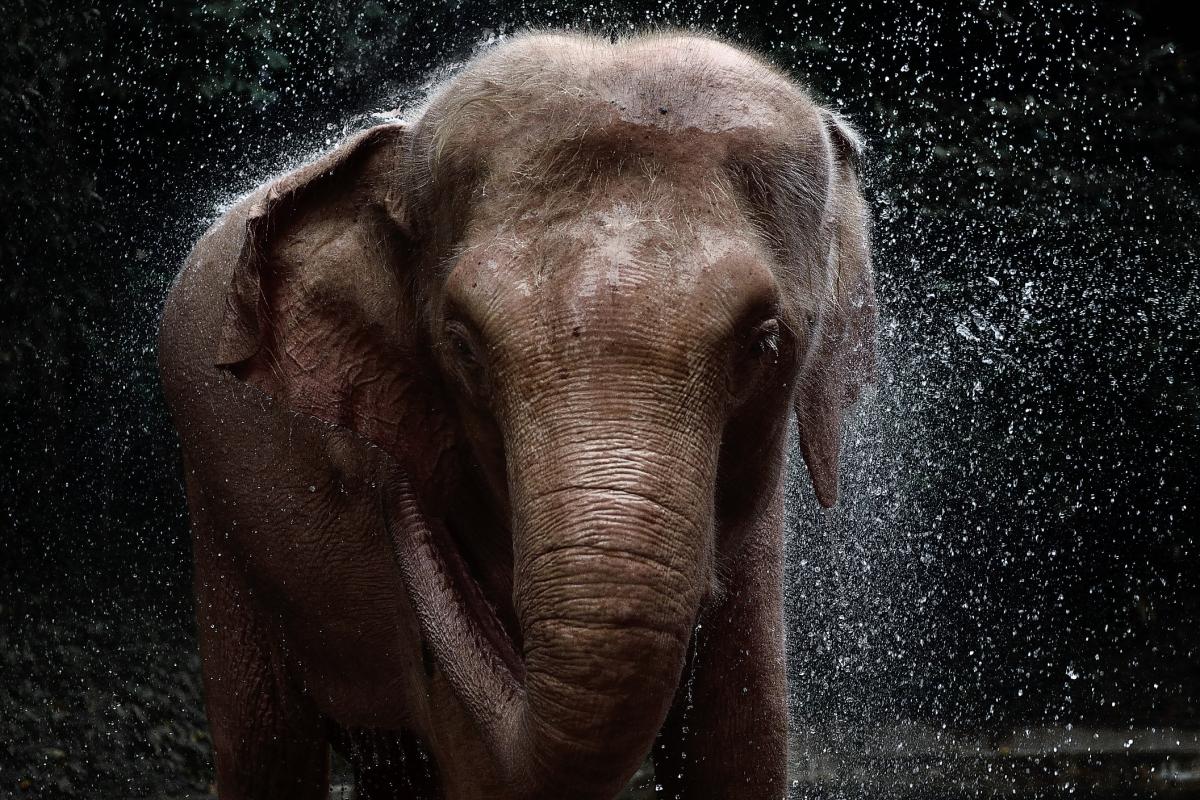 Foto de archivo de un elefante en Tailandia.