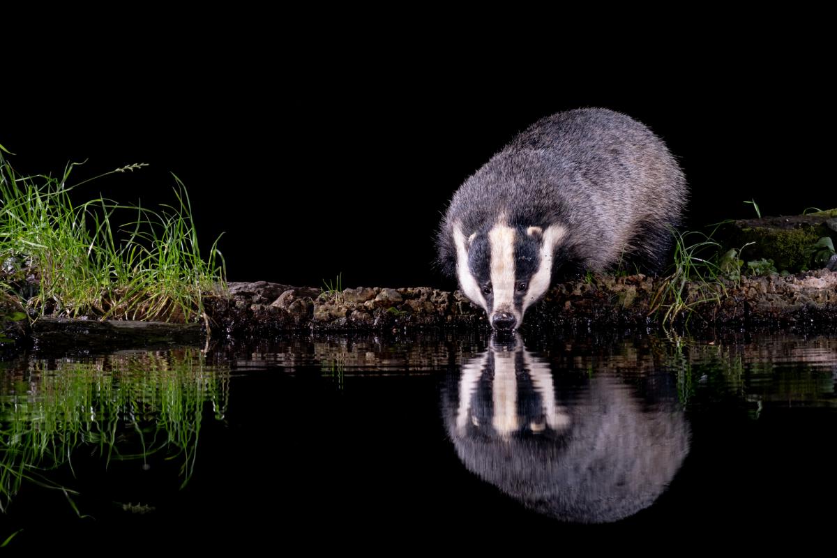 Un tejón bebe agua en una charca