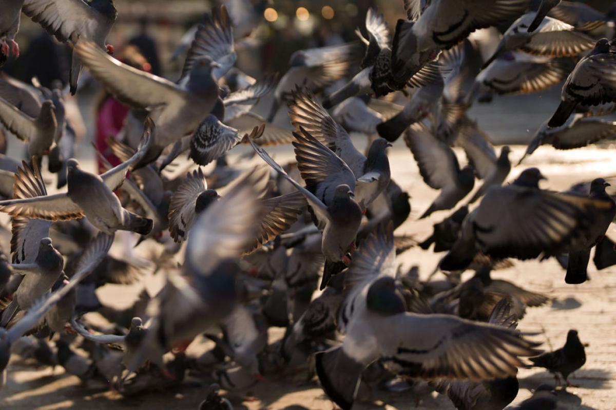 Numerosas palomas, en mitad de una plaza