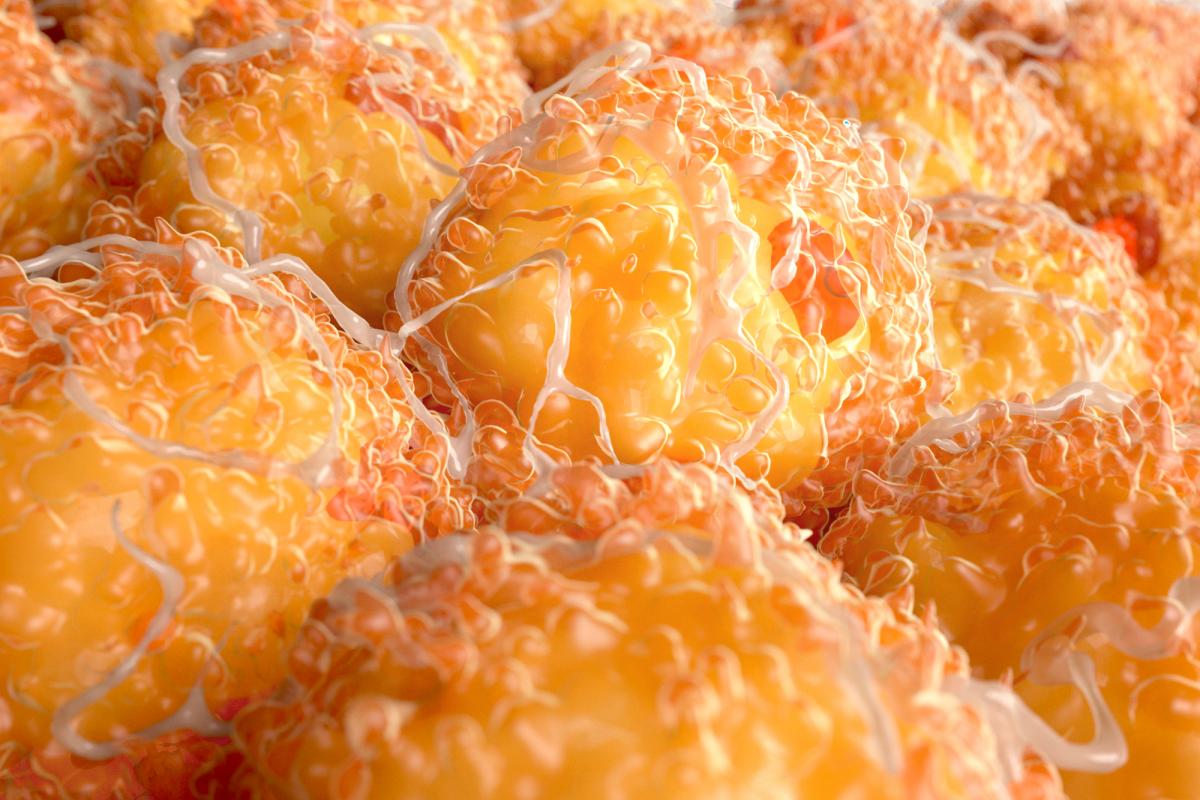 Imagen de recurso de tejido adiposo.