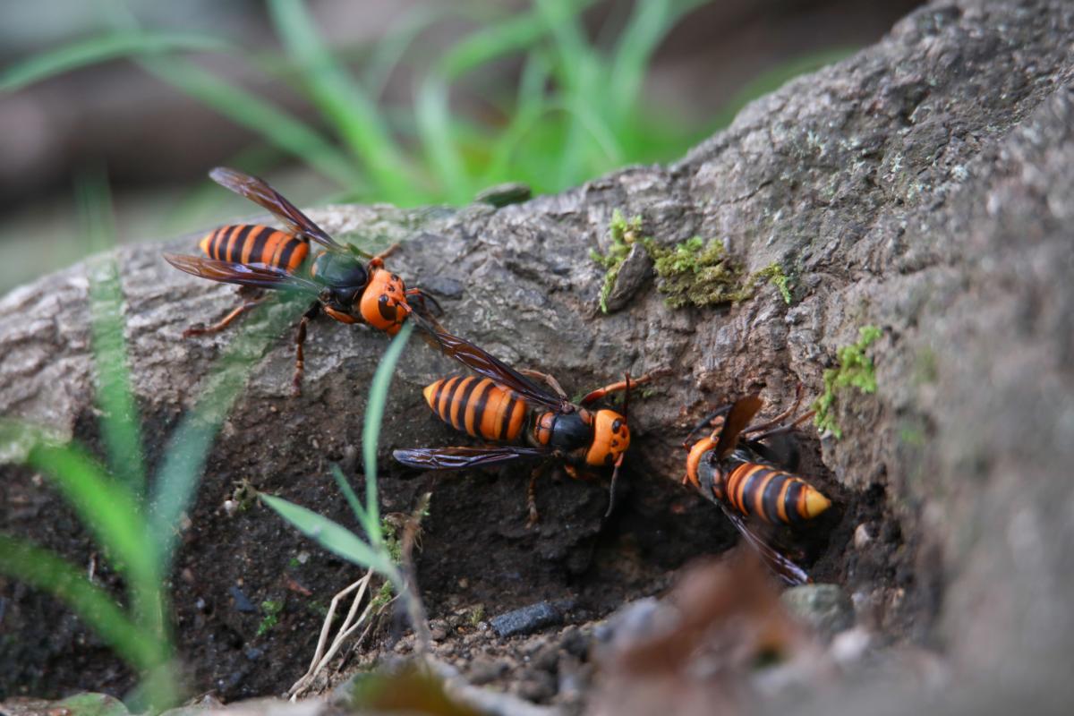 Tres avispones descansan sobre el tronco de un árbol, en una imagen de archivo.