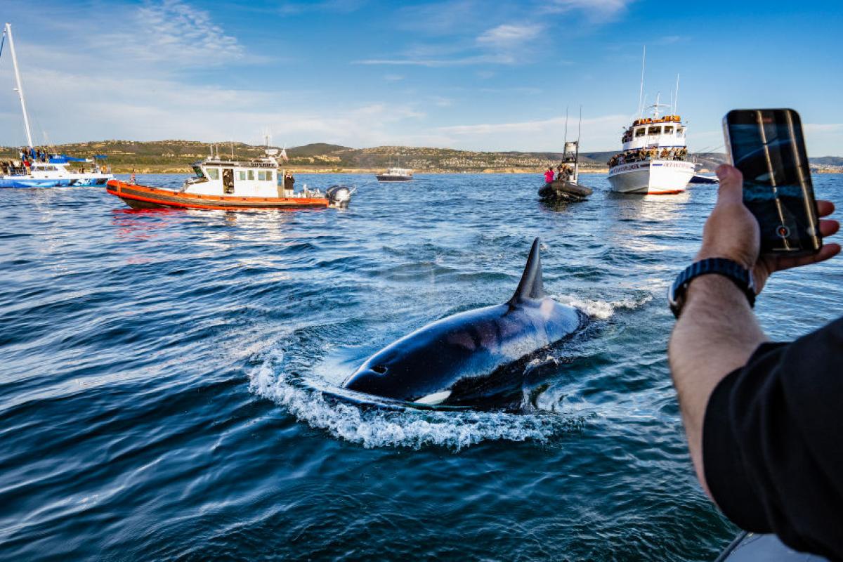 Un turista graba una orca con su teléfono móvil durante una excursión en California.